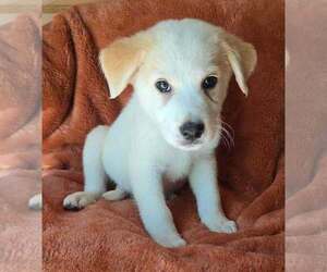 Great Pyrenees-Unknown Mix Dogs for adoption in Brewster, NY, USA