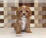Small Photo #3 Cavapoo (Miniature) Puppy For Sale in DENVER, PA, USA