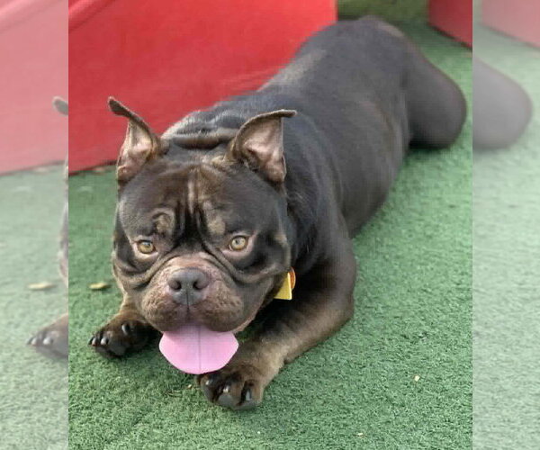 Medium Photo #4 Bulldog-Unknown Mix Puppy For Sale in Hillsboro, NH, USA