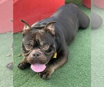 Small #3 Bulldog Mix