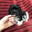 Small Photo #13 Havanese Puppy For Sale in HOUSTON, TX, USA