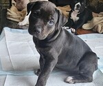 Small Photo #1 American Staffordshire Terrier Puppy For Sale in AKRON, OH, USA