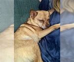 Small #2 Chihuahua