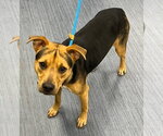 Small #2 Mutt
