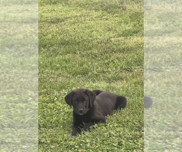 Medium Photo #3 Golden Labrador Puppy For Sale in DAYTON, VA, USA