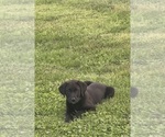 Small #2 Golden Labrador