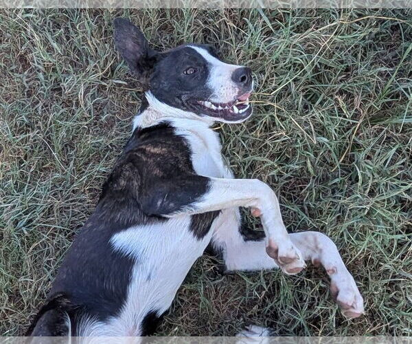 Medium Photo #5 Catahoula Leopard Dog-Labrador Retriever Mix Puppy For Sale in Alexander, AR, USA