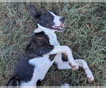 Small #4 Catahoula Leopard Dog-Labrador Retriever Mix