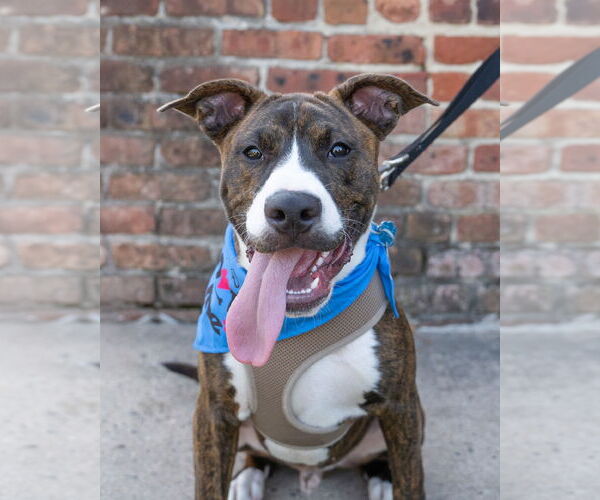 Medium Photo #8 American Pit Bull Terrier-Mountain Cur Mix Puppy For Sale in Oakhurst, NJ, USA