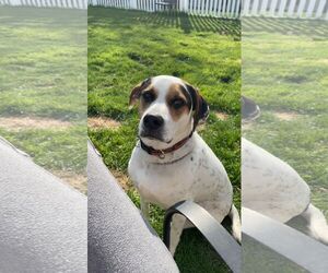 Mutt Dogs for adoption in Cliffwood, NJ, USA