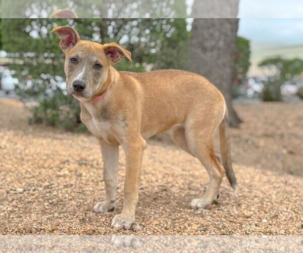 Medium Photo #14 Mutt Puppy For Sale in PIPE CREEK, TX, USA