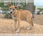 Small #13 Mutt
