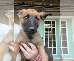 Small Photo #4 Belgian Malinois Puppy For Sale in COLLEGE STATION, TX, USA