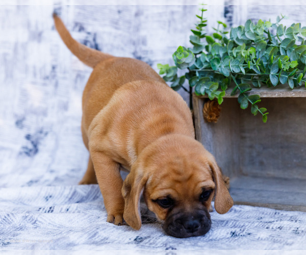 Medium Photo #36 Puggle Puppy For Sale in WAKARUSA, IN, USA