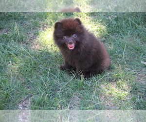 Medium Pomeranian