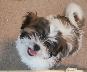Zuchon Puppy for sale in PHOENIX, AZ, USA