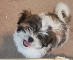 Small Photo #1 Zuchon Puppy For Sale in PHOENIX, AZ, USA