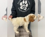 Small Photo #1 Poodle (Standard) Puppy For Sale in MOORES HILL, IN, USA