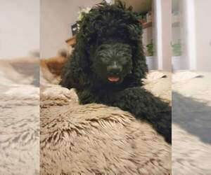 Goldendoodle Puppy for sale in CHARLESTON, SC, USA