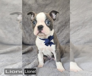 Boston Terrier Puppy for sale in MINERAL WELLS, WV, USA