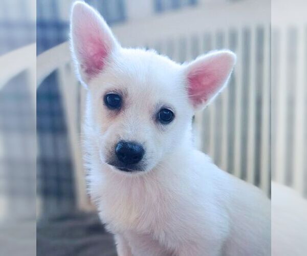 Medium Photo #3 Chiranian Puppy For Sale in Tustin, CA, USA