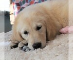 Small Photo #6 Golden Retriever Puppy For Sale in SYRACUSE, IN, USA