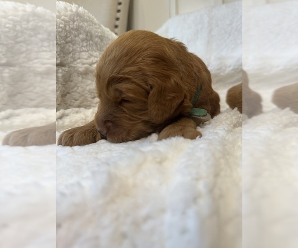 Medium Photo #7 Goldendoodle Puppy For Sale in DELAND, FL, USA