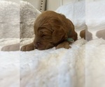 Small #6 Goldendoodle