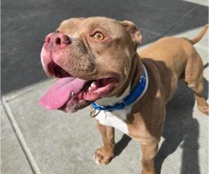 Mutt Dogs for adoption in Martinez, CA, USA