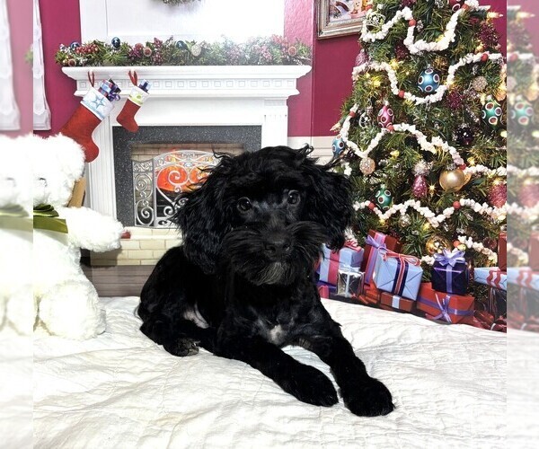Medium Photo #4 Schnoodle (Miniature) Puppy For Sale in MORENO VALLEY, CA, USA