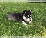 Small Photo #4 Alaskan Klee Kai Puppy For Sale in WILLIAMSBURG, OH, USA