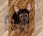 Small Photo #1 Yorkshire Terrier Puppy For Sale in NEVADA, TX, USA