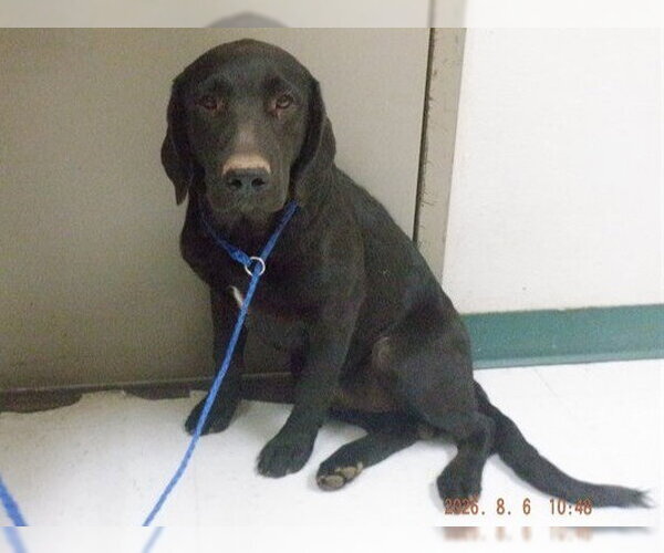 Medium Photo #2 Labrador Retriever-Unknown Mix Puppy For Sale in Oroville, CA, USA
