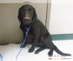 Small #1 Labrador Retriever Mix