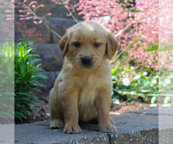 Medium Photo #1 Golden Retriever Puppy For Sale in EAST EARL, PA, USA