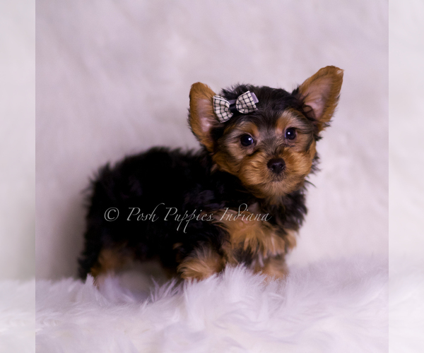 Medium Photo #3 Yorkshire Terrier Puppy For Sale in WARSAW, IN, USA