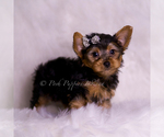 Small Photo #59 Yorkshire Terrier Puppy For Sale in WARSAW, IN, USA