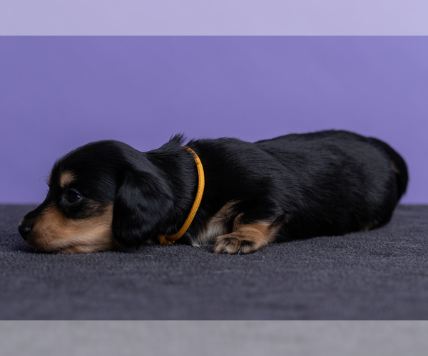 Medium Photo #21 Dachshund Puppy For Sale in CROWLEY, TX, USA