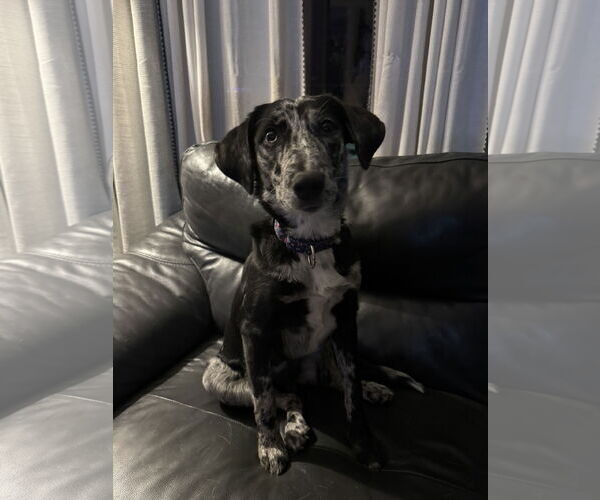 Medium Photo #1 Catahoula Leopard Dog-Unknown Mix Puppy For Sale in Duluth, MN, USA