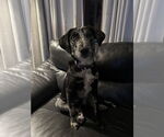 Small Catahoula Leopard Dog Mix