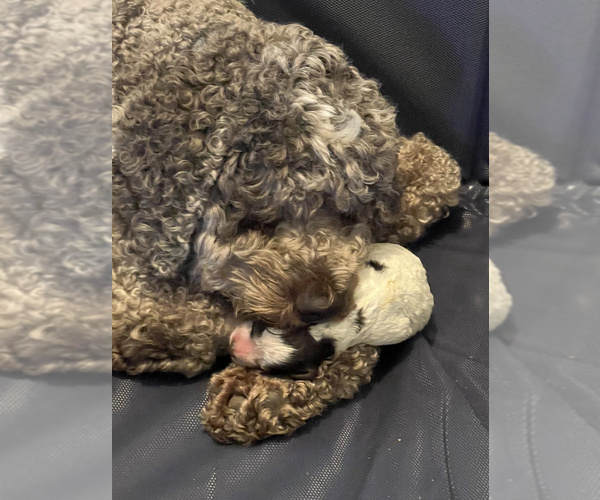 Medium Photo #2 Lagotto Romagnolo Puppy For Sale in SCARSDALE, NY, USA