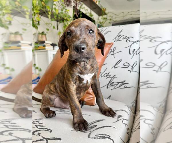 Medium Photo #1 Labrador Retriever-Unknown Mix Puppy For Sale in Oakland Park , FL, USA