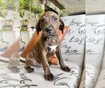 Gonzo - Male Labrador Retriever-Unknown Mix Dog for Adoption - Small photo