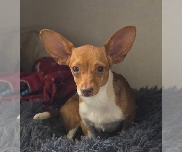 Medium Photo #3 Chiweenie Puppy For Sale in Claremore, OK, USA