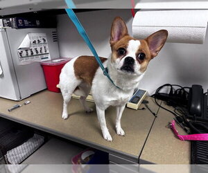 Cardigan Welsh Corgi-Chihuahua Mix Dogs for adoption in Corona, CA, USA