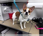 Small Cardigan Welsh Corgi-Chihuahua Mix