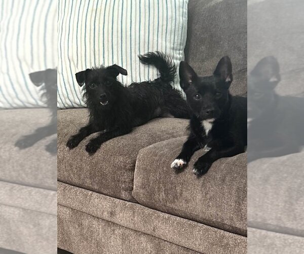 Medium Photo #4 Chihuahua-Unknown Mix Puppy For Sale in Jackson Township, NJ, USA