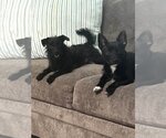 Small #3 Chihuahua Mix