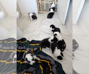 Australian Shepherd Puppy for sale in JOSHUA TREE, CA, USA