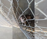 Small Photo #4 Mutt Puppy For Sale in Evansville, IN, USA